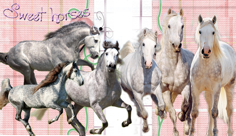 Sweet horses